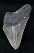 Partial Megalodon Tooth From Georgia #12667-1